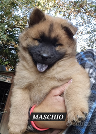 Cucciolo eurasier maschio