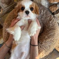 Cucciolo maschio cavalier king