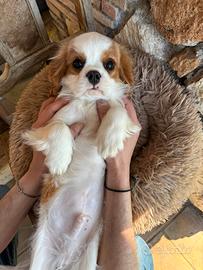 Cucciolo maschio cavalier king
