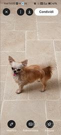 Chihuahua maschio 1 anno con pedigree enci