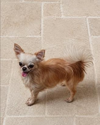 Chihuahua maschio 1 anno con pedigree enci