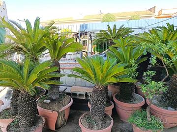 Piante di cycas