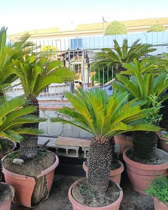 Piante di cycas