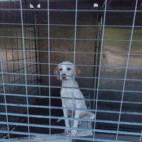 Cucciola bracco pointer lagotto