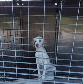 Cucciola bracco pointer lagotto