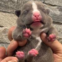 American Bully Pocket