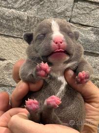 American Bully Pocket