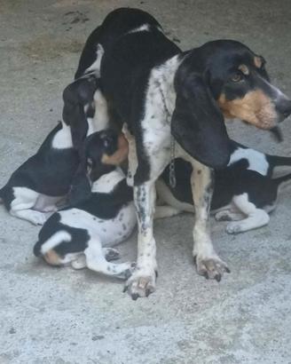 Segugio piccolo del Bernese