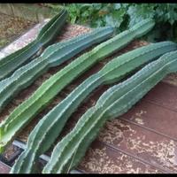 Cereus Peruvianus cactus