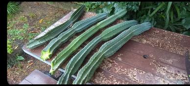 Cereus Peruvianus cactus