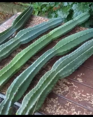 Cereus Peruvianus cactus
