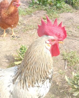 Gallo Livornesi