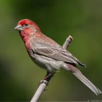 Ibrido carpodaco canto maschio 2025 euro 59