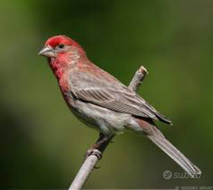 Ibrido carpodaco canto maschio 2025 euro 59