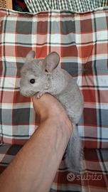 Baby Cincillà