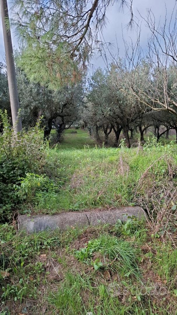 Terreno con ulivi adulti - Vista 4