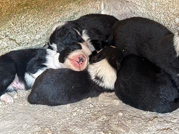 Bordercollie