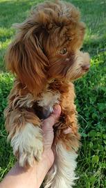 Maltipoo garantita Toy con test genetici