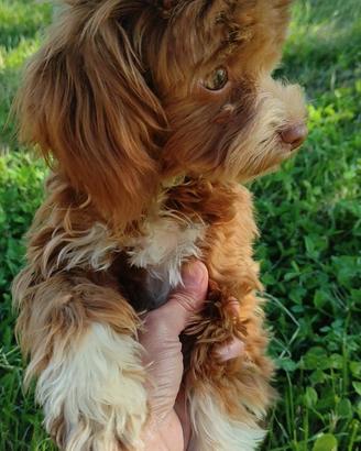 Maltipoo garantita Toy con test genetici