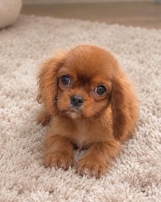 Cavalier King Charles Spaniel Ruby Taglia piccola