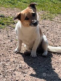 Zippo. Taglia piccola