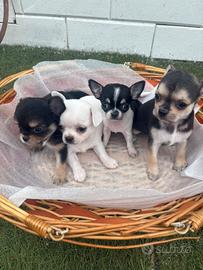 Cuccioli di chihuahua