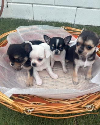 Cuccioli di chihuahua