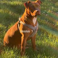 Adozione American Pitbull Terrier
