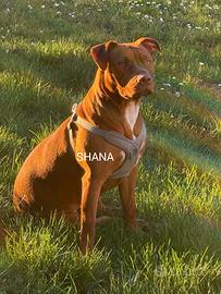 Adozione American Pitbull Terrier