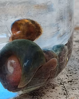 Lumache ramshorn acqua dolce scure e maculate