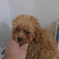 Barboncini toy e mini toy