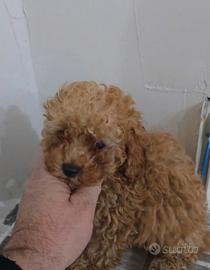 Barboncini toy e mini toy