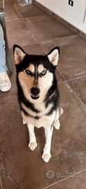 Siberian husky