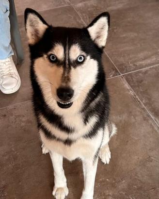 Siberian husky