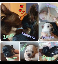 Cuccioli Chihuahua 