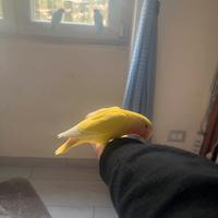 Inseparabile agapornis lutino