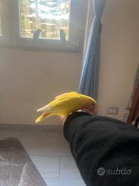 Inseparabile agapornis lutino