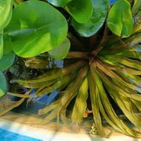 Piante acquatiche 