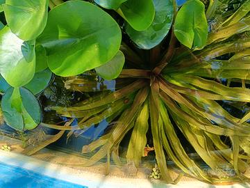 Piante acquatiche 