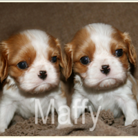 Cuccioli cavalier king taglia piccola