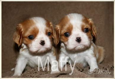 Cuccioli cavalier king taglia piccola