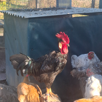 Uova di collo nudo italiano