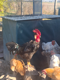 Uova di collo nudo italiano