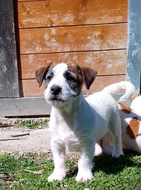 Jack Russell