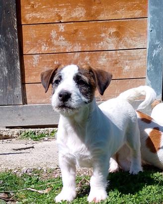 Jack Russell