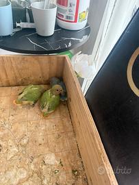 Inseparabili d'allevare a mano