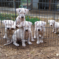 Dogo Argentino cuccioli alta genealogia