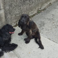 Cucciola cocker spaniel