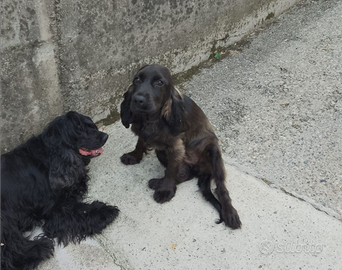 Cucciola cocker spaniel