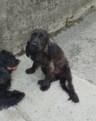 Cucciola cocker spaniel